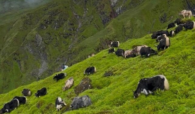 रघुगङ्गामा व्यावसायिक चौँरीपालन सुरु