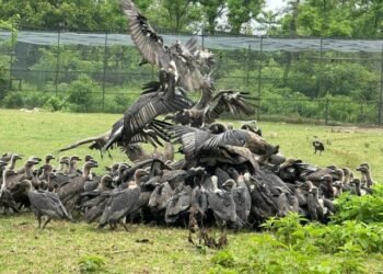 गिद्ध संरक्षणमा ऐतिहासिक सफलता