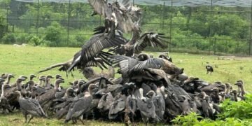 गिद्ध संरक्षणमा ऐतिहासिक सफलता
