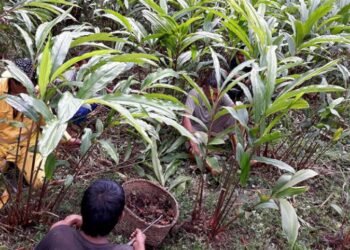 अलैँची टिप्न र सुकाउन व्यस्त छन् भोजपुरका किसान