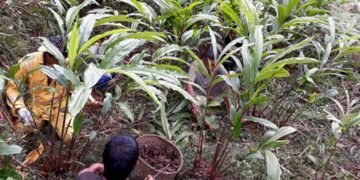 अलैँची टिप्न र सुकाउन व्यस्त छन् भोजपुरका किसान