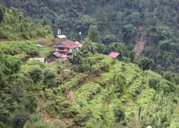 धान–मकै मासेर अलैँचीखेतीमा किसानको आकर्षण