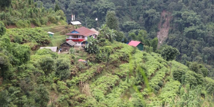 धान–मकै मासेर अलैँचीखेतीमा किसानको आकर्षण