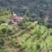 धान–मकै मासेर अलैँचीखेतीमा किसानको आकर्षण