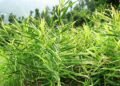 हतुवागढी खैराङमा अदुवा खेती विस्तार