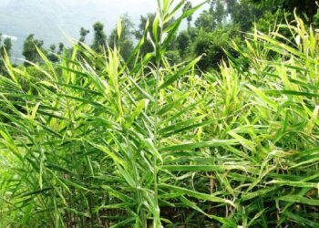 हतुवागढी खैराङमा अदुवा खेती विस्तार