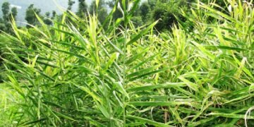 हतुवागढी खैराङमा अदुवा खेती विस्तार