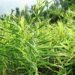 हतुवागढी खैराङमा अदुवा खेती विस्तार