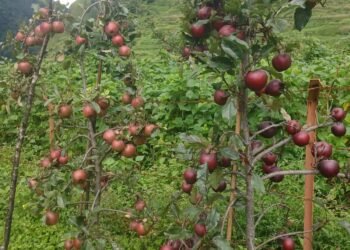 दार्चुलाकोे किसानको गुनासो,‘लटरम्म स्याउ फले, बिक्री हुँदैन ’