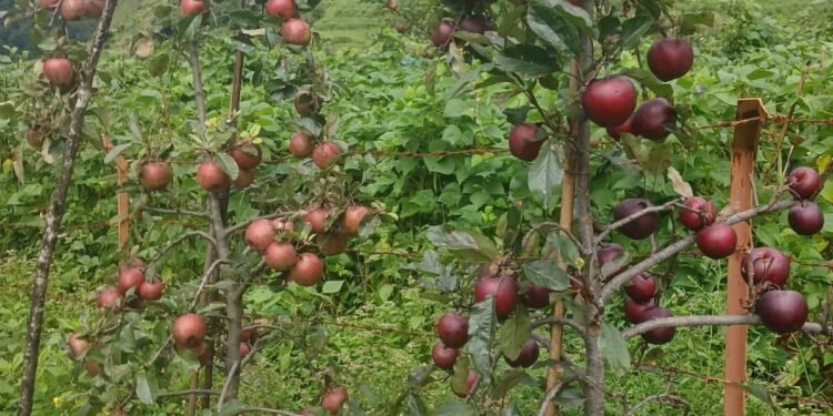 दार्चुलाकोे किसानको गुनासो,‘लटरम्म स्याउ फले, बिक्री हुँदैन ’
