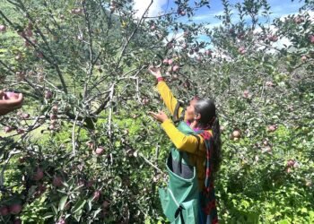 जुम्लाका किसानलाई स्याउ टिप्न चटारो