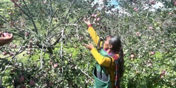 जुम्लाका किसानलाई स्याउ टिप्न चटारो
