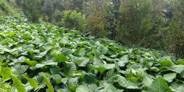 दूधे पिँडालु भोजपुरका किसानको आम्दानीको स्रोत बन्दै