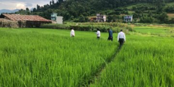 रैथाने बाली सङ्कटमा