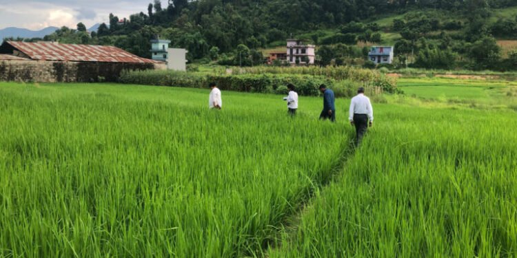 रैथाने बाली सङ्कटमा