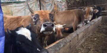 दूध उत्पादन बढाउन अनुदान