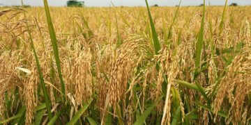 लगातारको वर्षाले धानबालीमा समस्या आउने जोखिम : प्राविधिक
