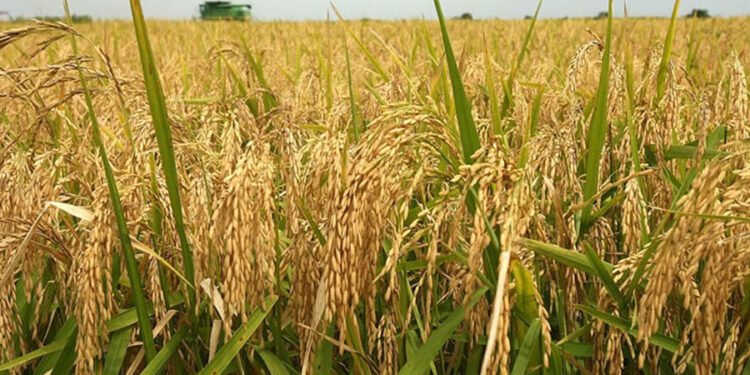 लगातारको वर्षाले धानबालीमा समस्या आउने जोखिम : प्राविधिक