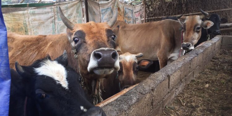 दूध उत्पादन बढाउन अनुदान