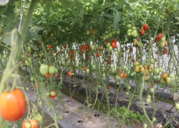 डडुवाका किसान तरकारीखेतीमा : पहिले किनेर खान्थे, अहिले बिक्री गरेर कमाउन थाले