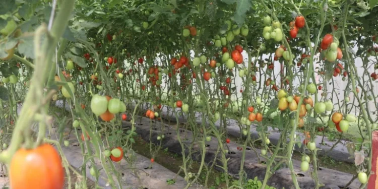 डडुवाका किसान तरकारीखेतीमा : पहिले किनेर खान्थे, अहिले बिक्री गरेर कमाउन थाले