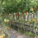 डडुवाका किसान तरकारीखेतीमा : पहिले किनेर खान्थे, अहिले बिक्री गरेर कमाउन थाले