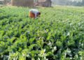 नेपालको कृषिमा आधुनिकीकरणको खाँचो: प्रविधिले फेर्न सक्छ भविष्य