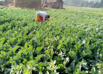 नेपालको कृषिमा आधुनिकीकरणको खाँचो: प्रविधिले फेर्न सक्छ भविष्य