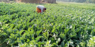 नेपालको कृषिमा आधुनिकीकरणको खाँचो: प्रविधिले फेर्न सक्छ भविष्य
