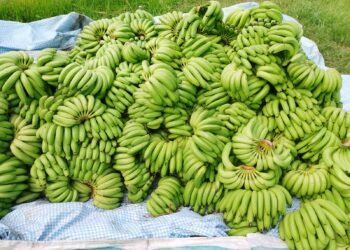 उत्पादन बढेपछि केरा किसानले पाएनन् मूल्य