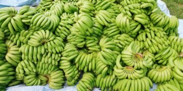 उत्पादन बढेपछि केरा किसानले पाएनन् मूल्य