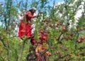 मार्फामा स्याउ टिप्ने र खाने उत्सवमा पर्यटकको घुइँचो