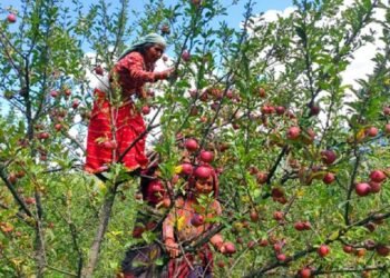मार्फामा स्याउ टिप्ने र खाने उत्सवमा पर्यटकको घुइँचो