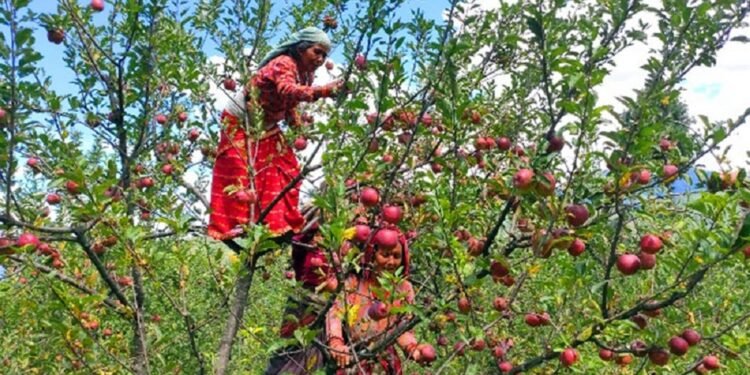 मार्फामा स्याउ टिप्ने र खाने उत्सवमा पर्यटकको घुइँचो