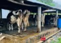 अनुदानले व्यावसायिक पशुपालनमा वृद्धि