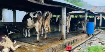 अनुदानले व्यावसायिक पशुपालनमा वृद्धि