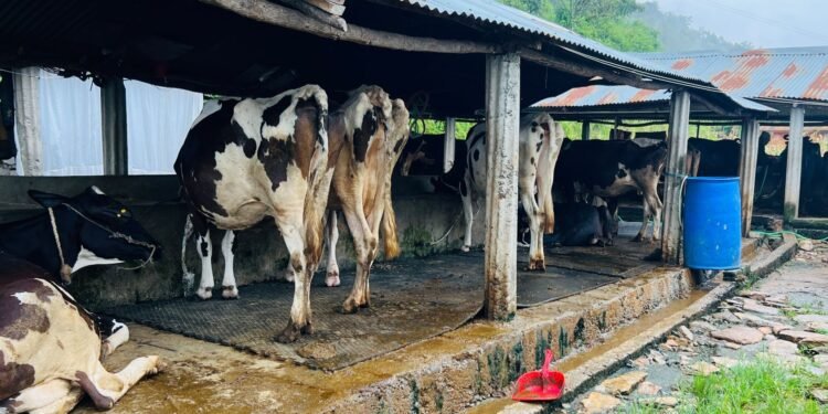अनुदानले व्यावसायिक पशुपालनमा वृद्धि