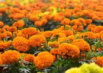 चितवनमा सयपत्री फूलखेती दोब्बर बढ्यो, ४४ हेक्टरमा खेती