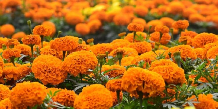 चितवनमा सयपत्री फूलखेती दोब्बर बढ्यो, ४४ हेक्टरमा खेती