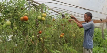 लालबहादुरको सिको गर्दै गाउँभरि व्यावसायिक तरकारी खेती