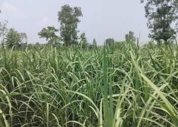 अविरल वर्षाले उखु खेतीमा क्षति