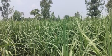अविरल वर्षाले उखु खेतीमा क्षति