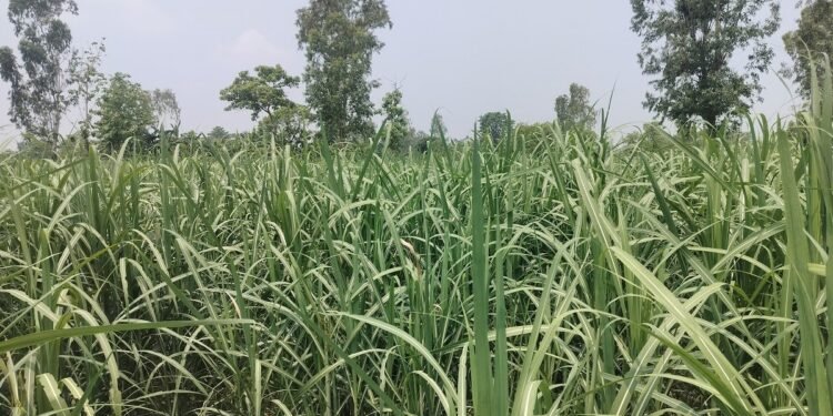 अविरल वर्षाले उखु खेतीमा क्षति