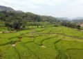 तनहुँमा तरकारी र धान खेतीको क्षेत्रफल विस्तार