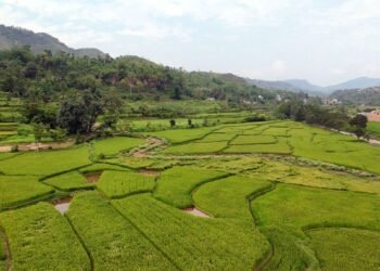 तनहुँमा तरकारी र धान खेतीको क्षेत्रफल विस्तार