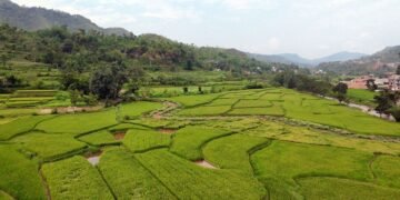 तनहुँमा तरकारी र धान खेतीको क्षेत्रफल विस्तार