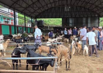 चाडपर्व नजिकिएसँगै धरानमा खसीबोकाको कारोबार बढ्यो