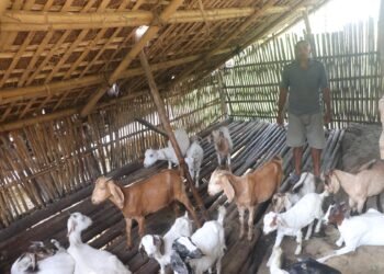वैदेशिक रोजगारी छाडेर गाउँमै बाख्रापालनमा रमाउँदै लक्ष्मीप्रसाद