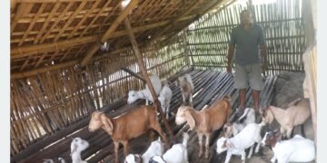 वैदेशिक रोजगारी छाडेर गाउँमै बाख्रापालनमा रमाउँदै लक्ष्मीप्रसाद
