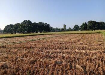 दसैँको सँघारमा किसानलाई धान भित्र्याउने चटारो